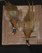 Ringneck Pheasant