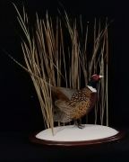 Ringneck Pheasant