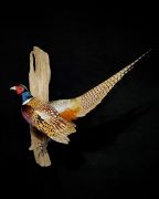 Ringneck Pheasant