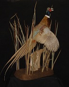 Ringneck Pheasant