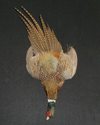 Ringneck Pheasant
