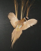 Ringneck Pheasant