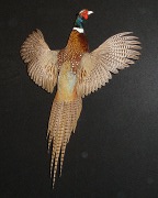 Ringneck Pheasant