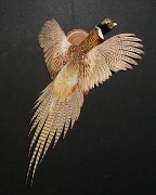 Ringneck Pheasant
