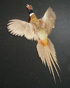 Ringneck Pheasant