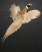 Ringneck Pheasant