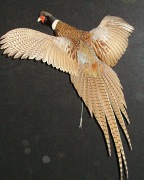 Ringneck Pheasant