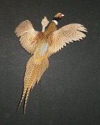 Ringneck Pheasant