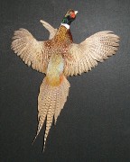 Ringneck Pheasant