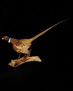 Ringneck Pheasant
