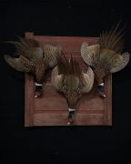 Ringneck Pheasant