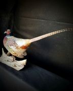 Ringneck Pheasant