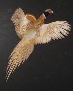 Ringneck Pheasant