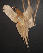Ringneck Pheasant