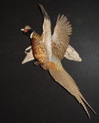 Ringneck Pheasant