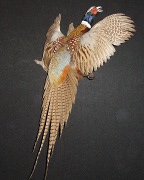 Ringneck Pheasant