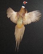 Ringneck Pheasant