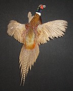 Ringneck Pheasant