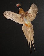Ringneck Pheasant