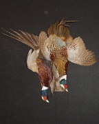 Ringneck Pheasant