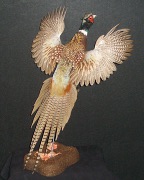 Ringneck Pheasant