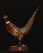 Ringneck Pheasant