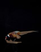 Ringneck Pheasant
