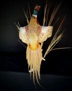 Ringneck Pheasant